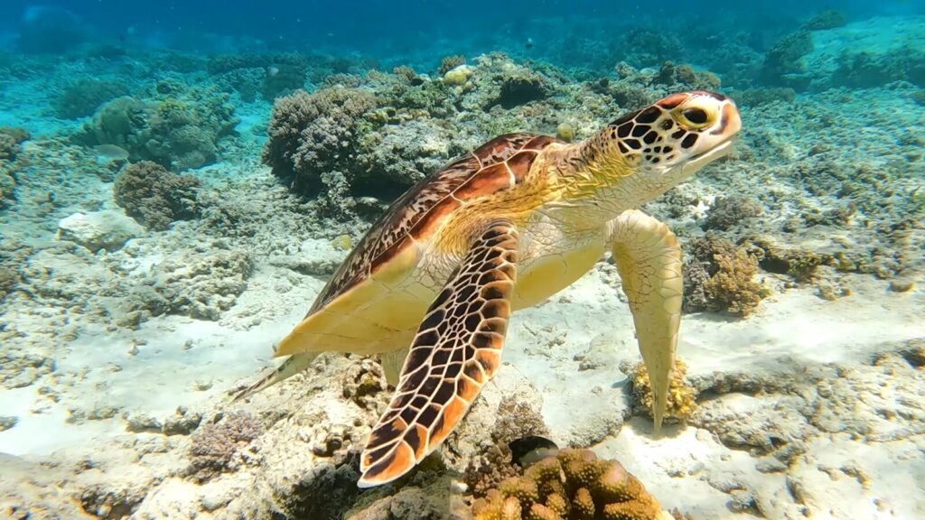 Uma tartaruga marinha nadando sobre um recife de coral
