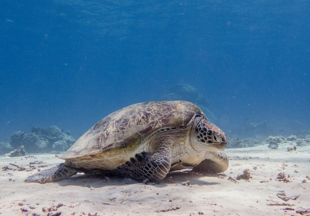 tartaruga marinha marrom debaixo d'água