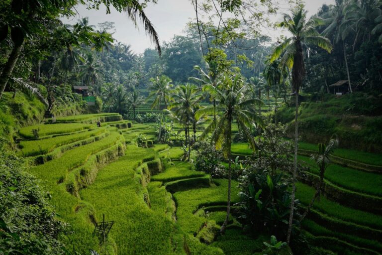 Guia de Viagem de Ubud