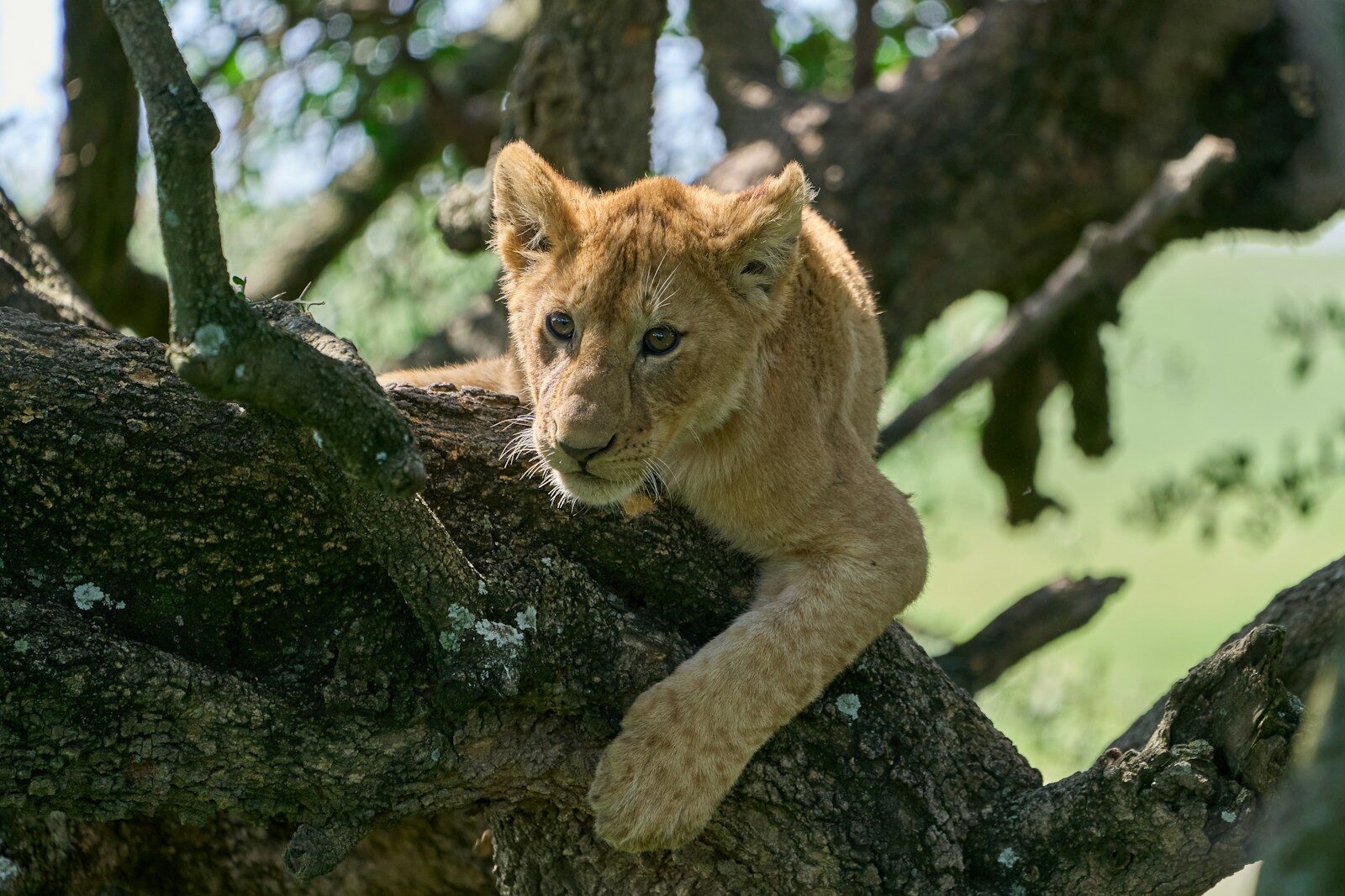 Tanzania’s Wild Heart: Tarangire, Serengeti & Ngorongoro | 22 May 2027