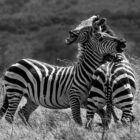 a couple of zebra standing on top of a grass covered field