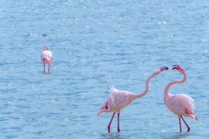 two flamingos are standing in the water near each other