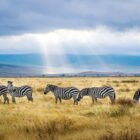 five black and white zebras