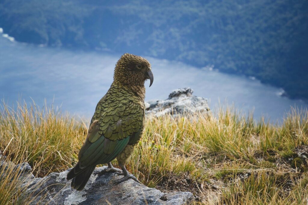 shallow focus photo of green bird