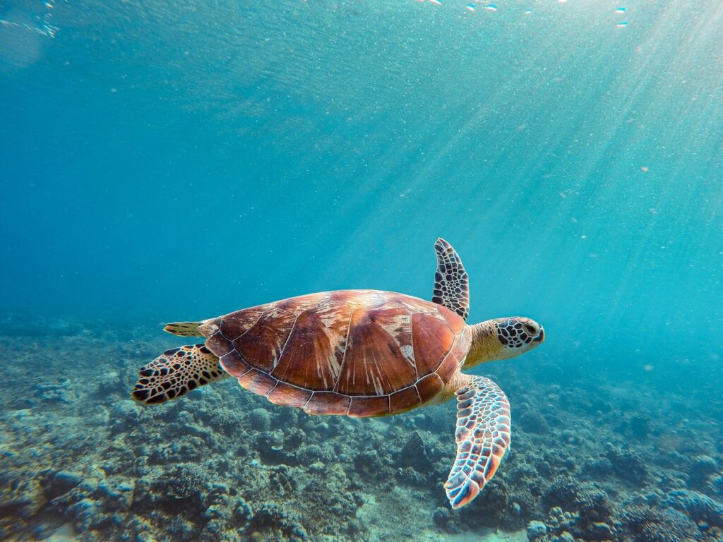 uma tartaruga marinha nadando no oceano