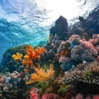 an underwater view of a colorful coral reef