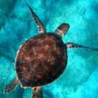 brown turtle swimming in ocean