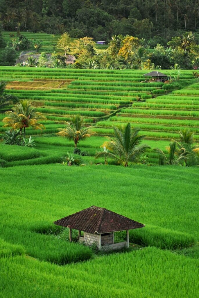 Vista aérea de uma casa rodeada por um campo de grama