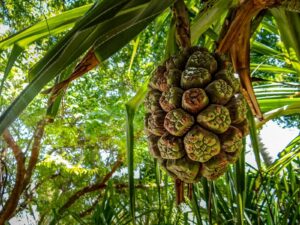 a bunch of pine cones hanging from a tree