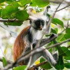 a monkey sitting on a tree branch in a forest