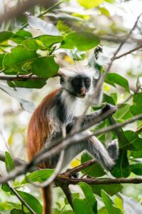 a monkey sitting on a tree branch in a forest