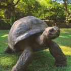 brown tortoise walking in grass