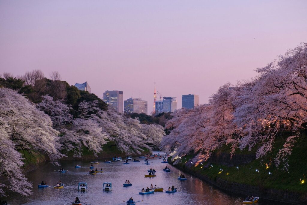 Cherry blossoms along the Chidorigafuchi moat in Tokyo, with the city skyline behind