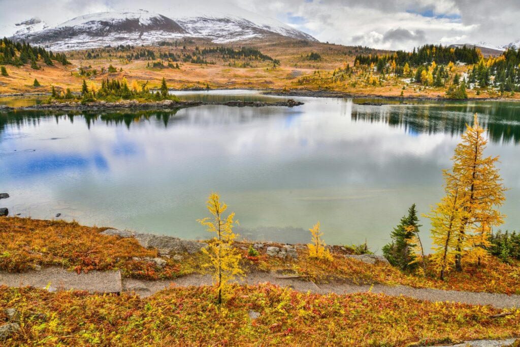 Golden larch trees above a mountain lake in early autumn
