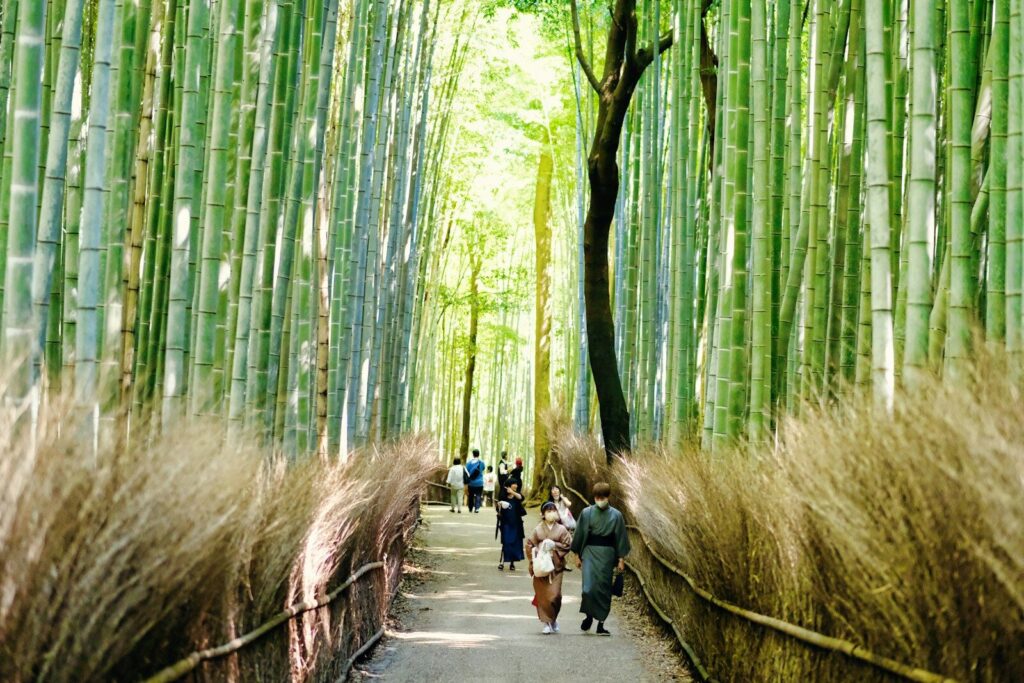 Bamboo grove path in Arashiyama