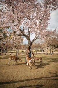 Sika deer gathered beneath a blossoming cherry tree in Nara Park