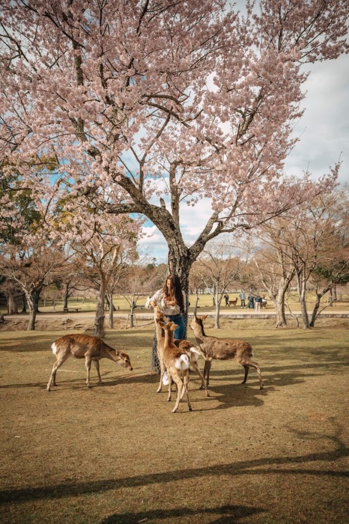 Sika deer gathered beneath a blossoming cherry tree in Nara Park