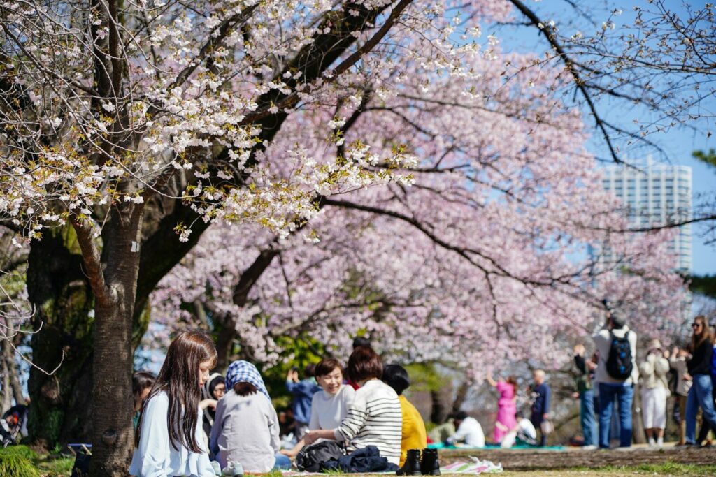 People picnicking beneath blooming cherry trees in a Tokyo park