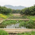 Rectangular ponds filled with overgrown aquatic plants