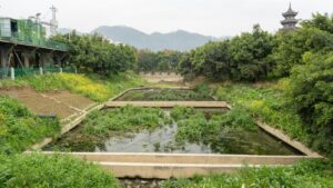 Rectangular ponds filled with overgrown aquatic plants