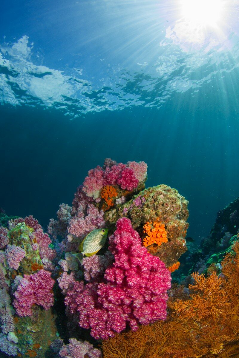 Colourful soft coral and reef fish underwater near Koh Lipe, Thailand
