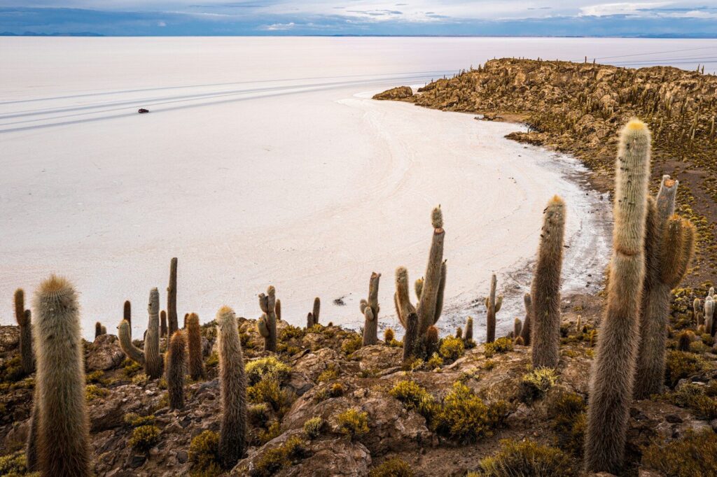 Giant cacti on Incahuasi Island overlooking the white Salar de Uyuni