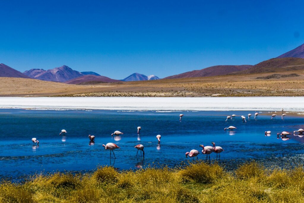 Flamingos wading in a blue altiplano lagoon near Salar de Uyuni, Bolivia