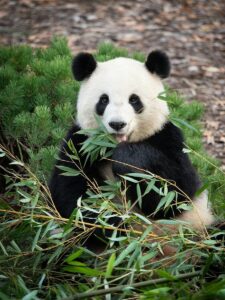 a panda bear sitting in the grass eating bamboo
