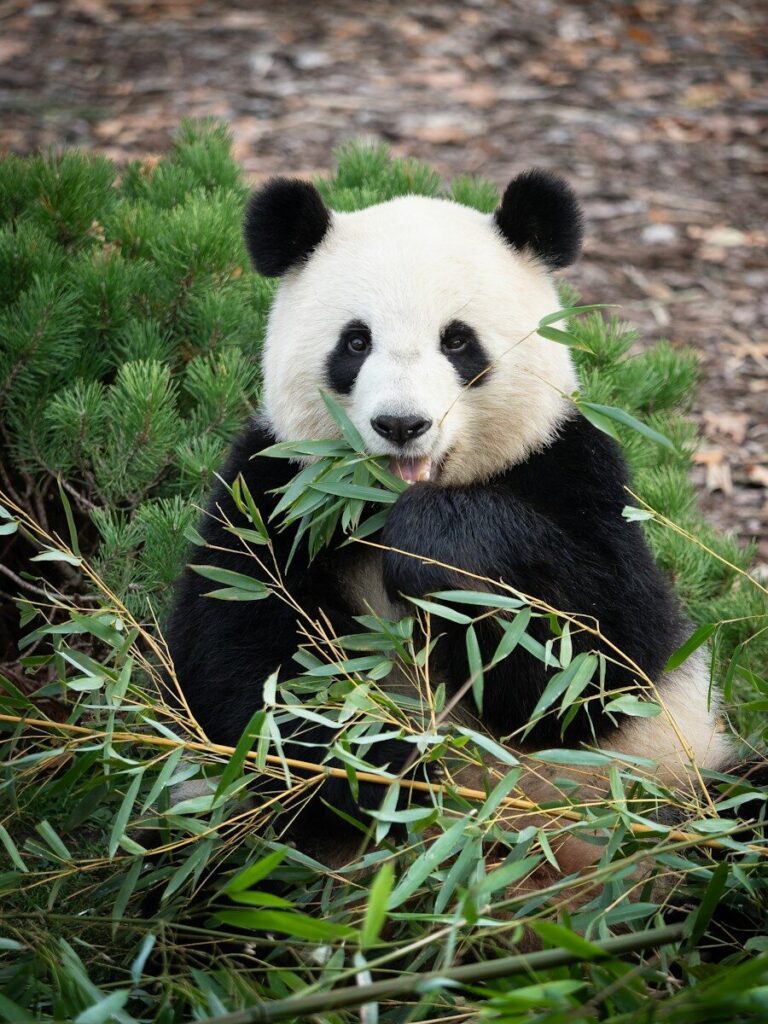 a panda bear sitting in the grass eating bamboo