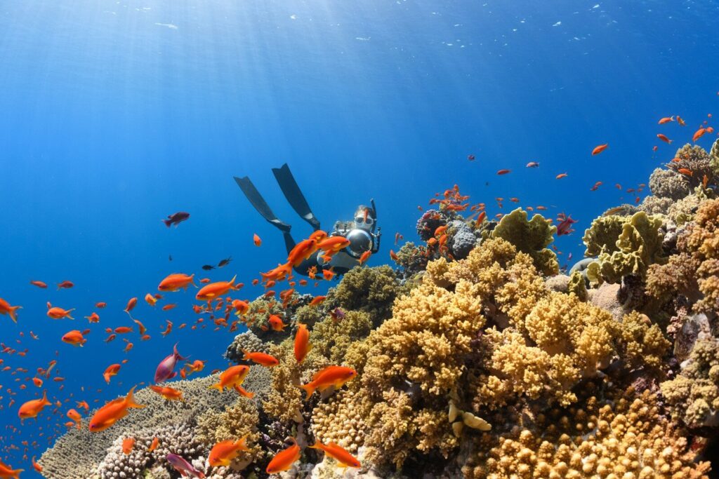 A scuba diver finning over a coral reef in tropical water